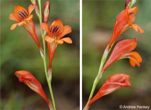 Tritonia nelsonii flowers front view and from the side